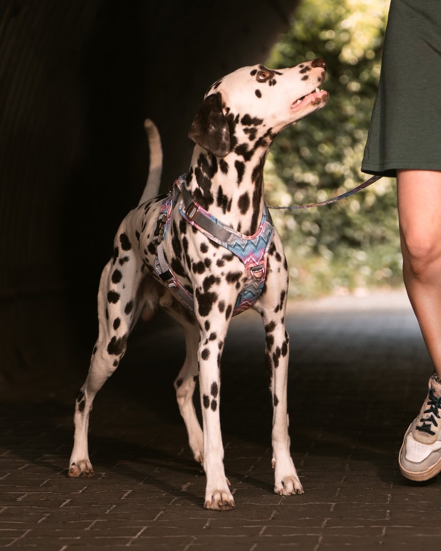 Wau-Move Open Neck am Hund