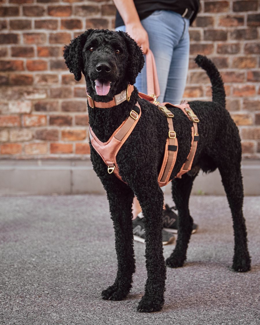 Wau-Safety am Hund