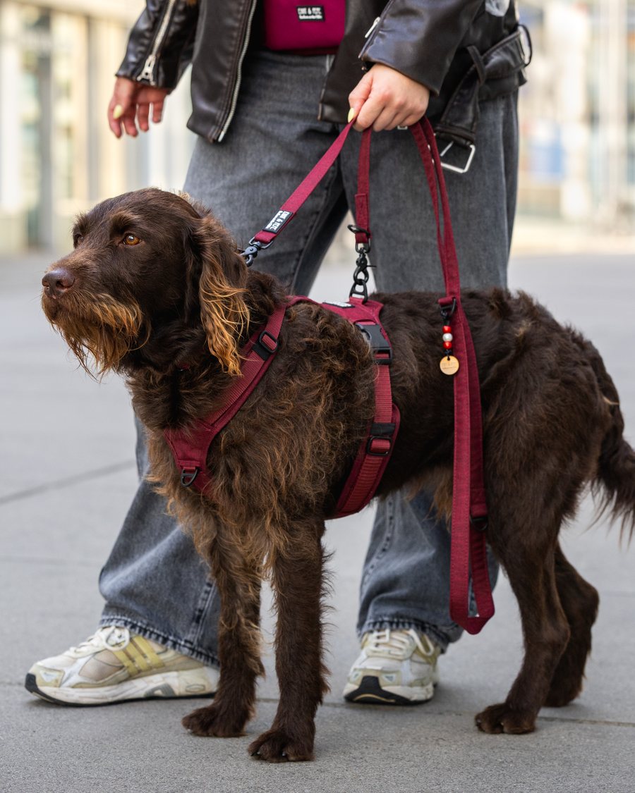Wau-Move am Hund